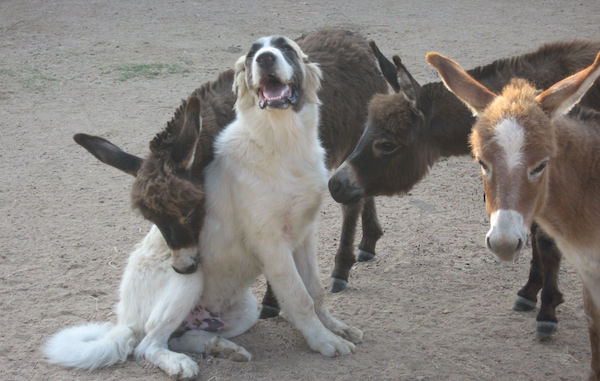 dwarf donkeys